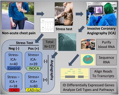 RNAseq of INOCA patients identifies innate, invariant, and acquired immune changes: potential autoimmune microvascular dysfunction